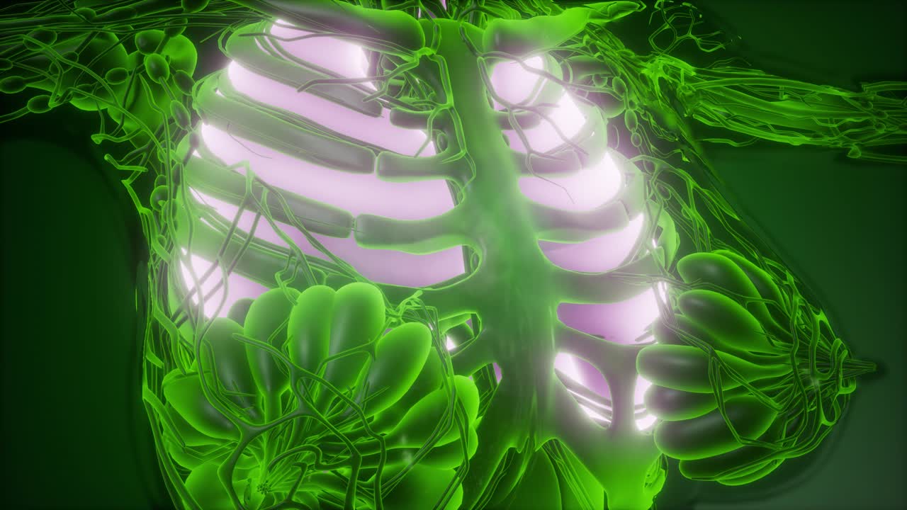 눈에 띄는 폐를 가진 인간의 몸