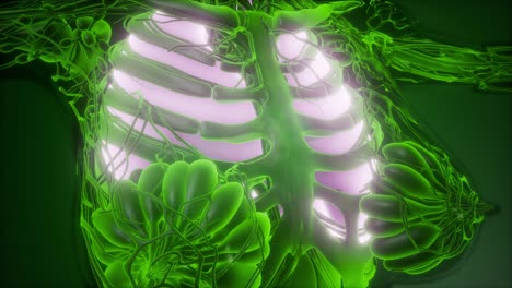 cuerpo humano con pulmones visibles