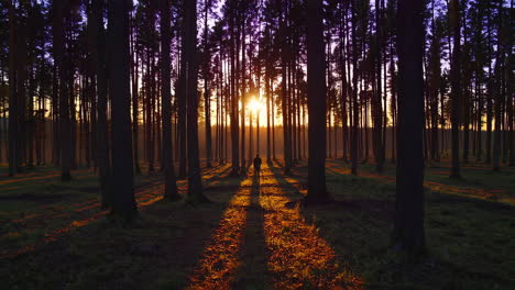 silhouette of a person in a forest at sunset