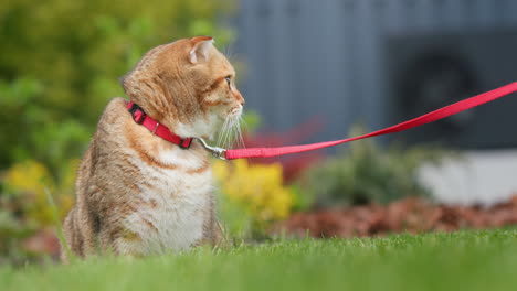 cute red cat walks on the lawn on a leash