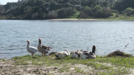 Varios-Gansos-Grises-Y-Patos-De-Pie,-Sentados-Y-Descansando-Juntos-Sobre-La-Hierba-Verde-Junto-A-La-Playa-De-Arena-Junto-Al-Borde-Del-Agua-Junto-Al-Lago-En-Un-Día-Soleado,-Estáticos