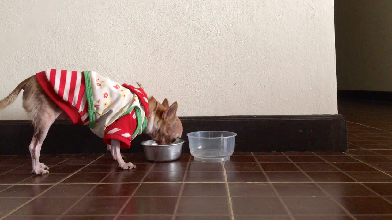 치와와가 음식을 먹고 있다