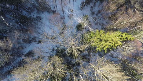 aerial shot of winter forest