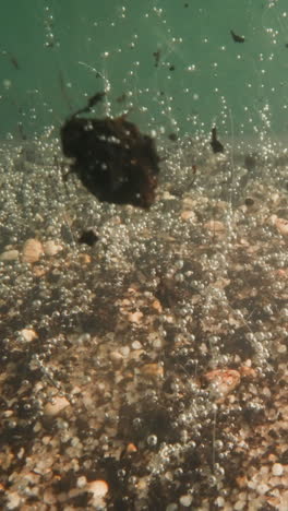 rotten plants leftovers fall down on lake bottom with small bubbles on green background. destruction of underwater flora caused by gas pollution