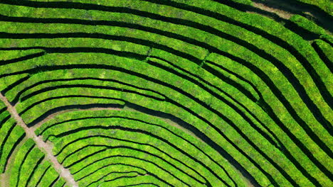 beautiful tea plantation field zoom in. drone green rows landscape in highlands