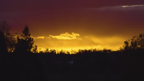 hermoso cielo amarillo y naranja al atardecer con árboles en silueta en primer plano