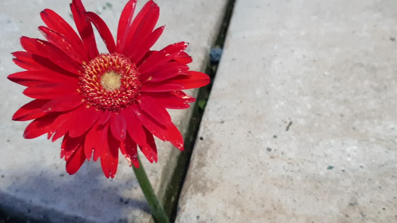 pan de cámara lenta de margarita gerbera roja profunda que crece entre losas de roca de pavimento, flor única solitaria por su cuenta, clip triste y emocional