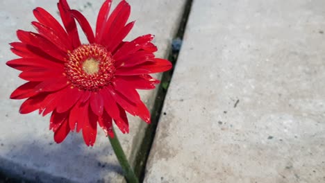 Deep-red-Gerbera-daisy-slow-motion-pan-growing-in-between-pavement-rock-slabs,-lonely-single-flower-all-on-its-own,-sad-and-emotional-clip