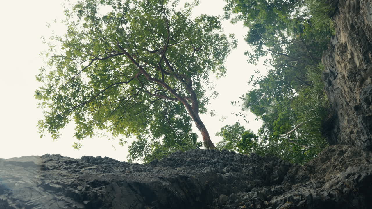 Trees and Rocks Landscape