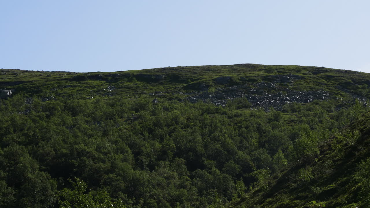 hermoso paisaje de bosque nórdico natural con mosquitos voladores