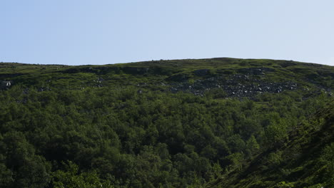 beautiful natural nordic forest landscape with flying mosquitoes