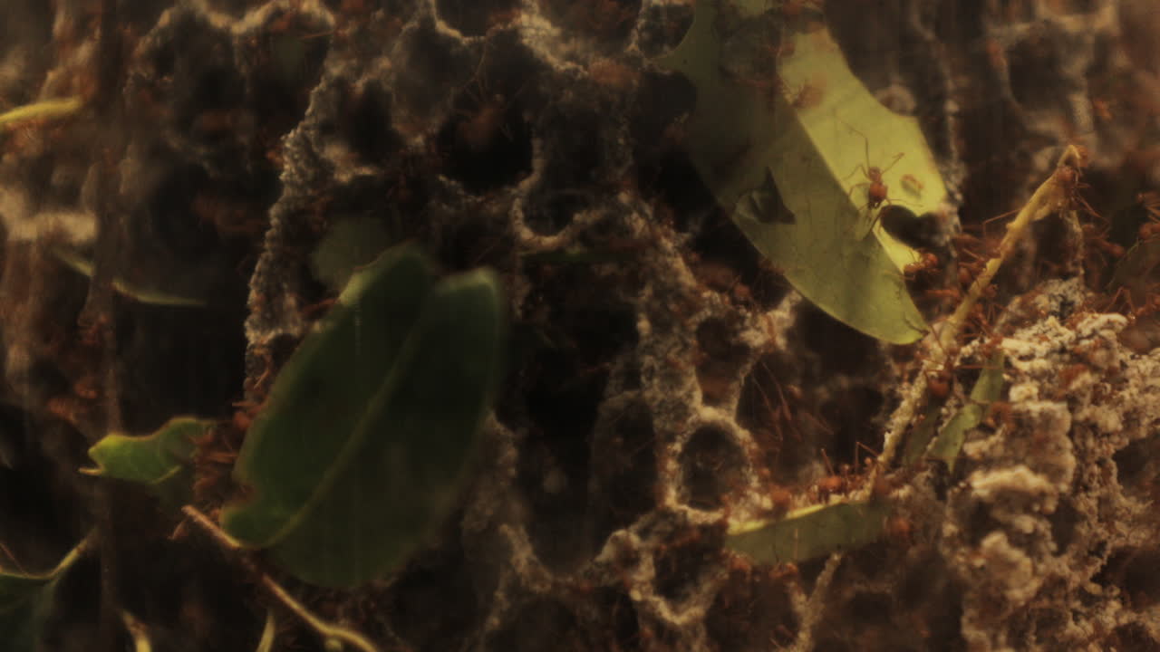 муравьи-листорезы срезают листья в камере, заполненной водорослями