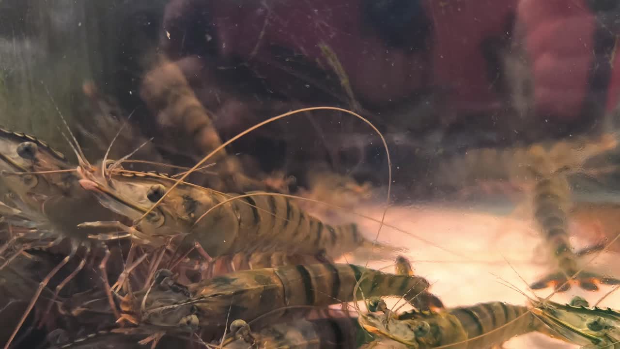 Fresh Shrimp in an Aquarium