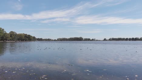 Lagune-Mit-Enten,-Schwarzhalsschwänen-Und-Reihern