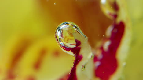 water droplets and bubbles on a yellow and red orchid petal