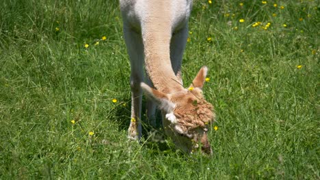 un bebé alpaca recién nacido comiendo hierba en un pasto verde durante un hermoso día soleado en el desierto - de cerca