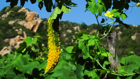 bitter gourd in jungle of vietnam