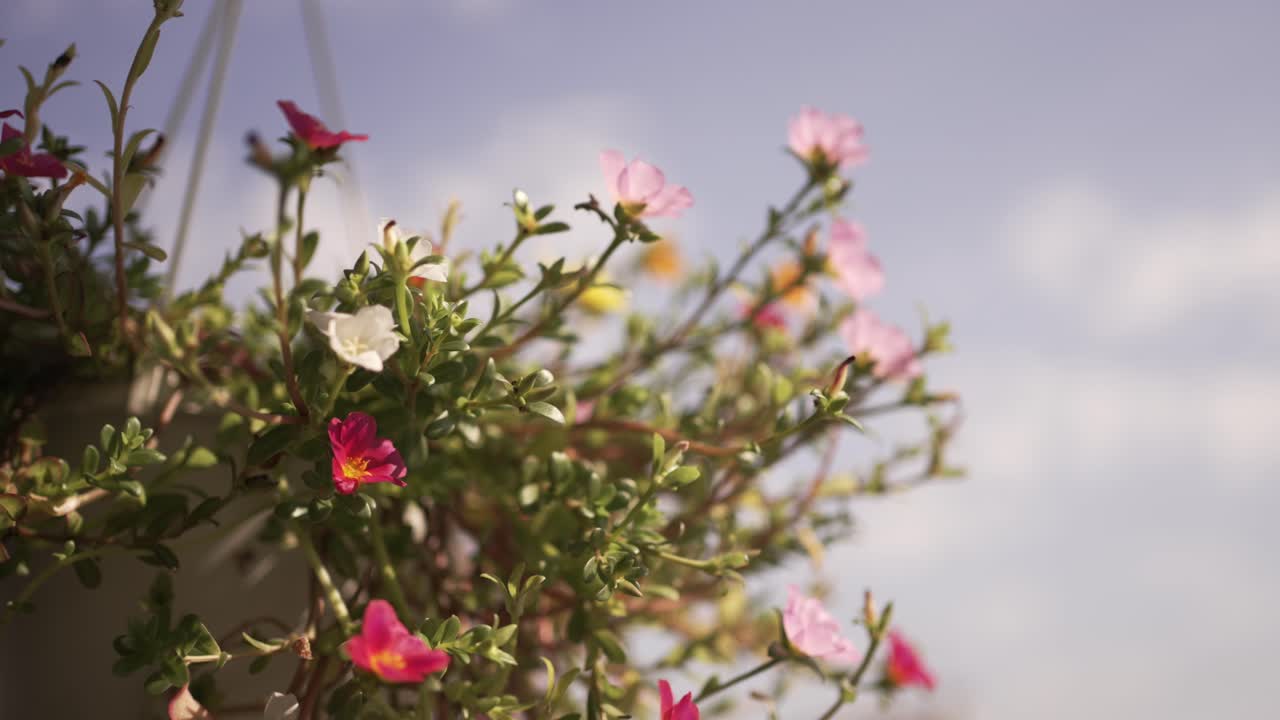 Primo piano di fiori colorati che sbocciano in un cesto appeso contro un cielo sereno