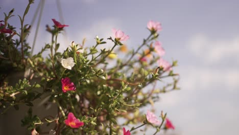 close-up of colorful flowers blooming in a hanging basket against a clear sky