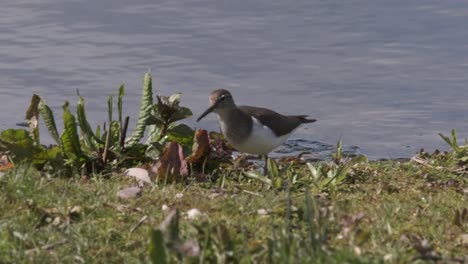 Pájaro-Ave-Zancuda-Lavandera-Común-Cámara-Lenta