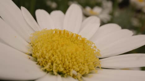 movimiento cinematográfico sobre margarita blanca en el jardín durante la primavera
