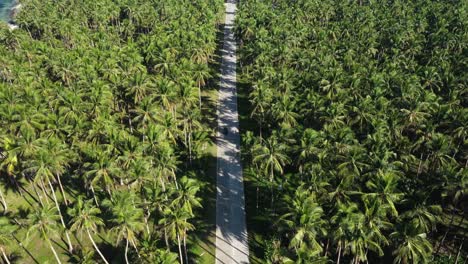 aerial view of traffic on road in shadows of palm trees by tropical sea