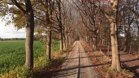 aerial forward movement showing a country dirt road passing a lane of almost barren trees in autumn colors lit by a dutch afternoon low winter sunfa