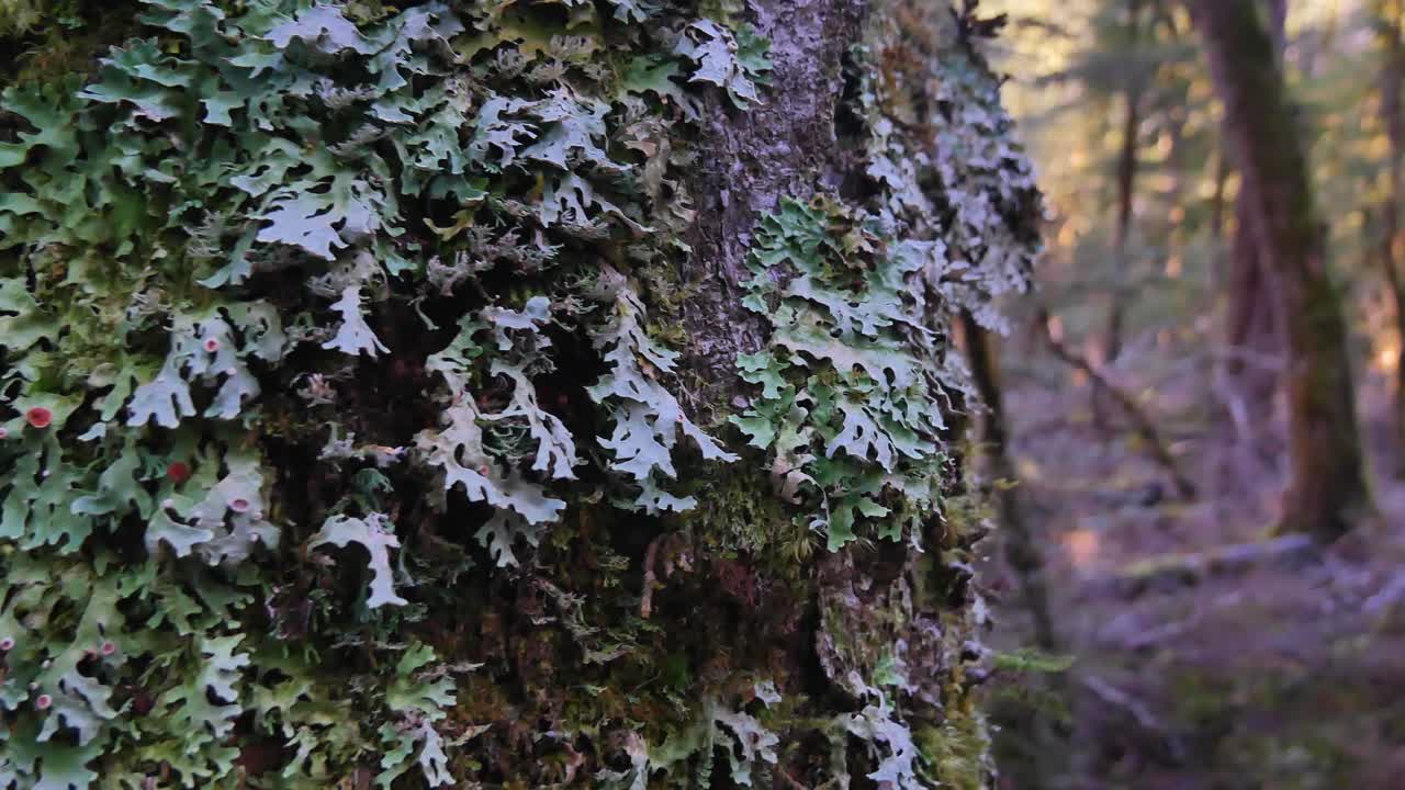 liquen foliáceo en relación simbiótica con algas en el árbol de la selva tropical