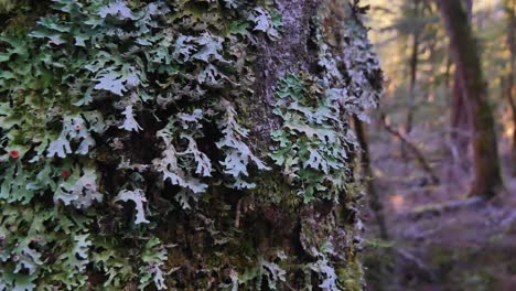 foliose lichen in symbiotic relationship with algae on rainforest tree