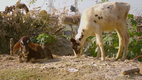 two calves in rural setting
