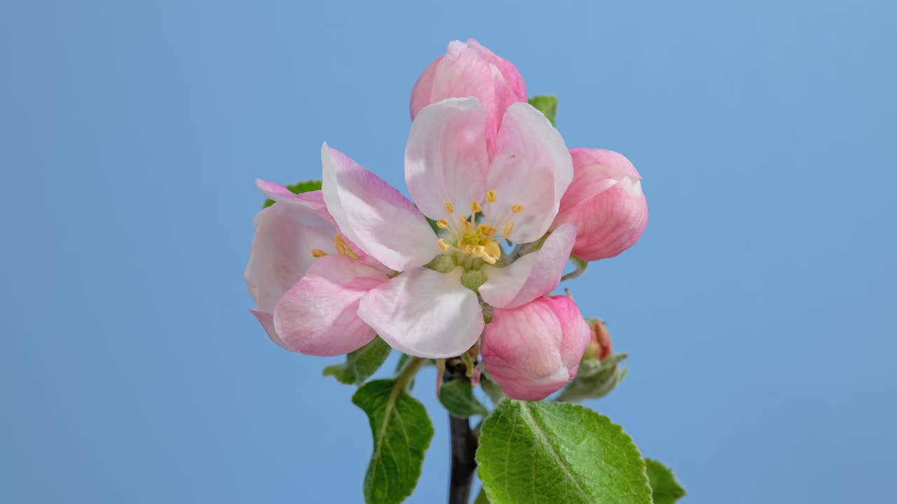 macro lapse de tiempo flores de manzanos floreciendo sobre un fondo azul