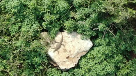 Drone-footage-of-a-giant-water-monitor-lizard-on-a-man-made-island