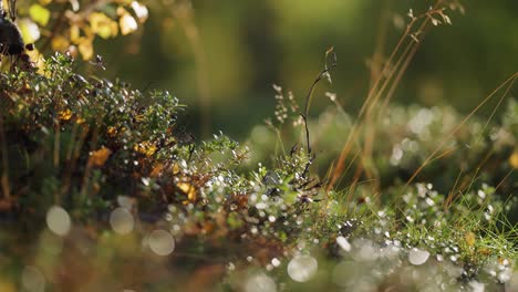 Una-Suave-Alfombra-De-Pequeñas-Plantas-En-El-Sotobosque