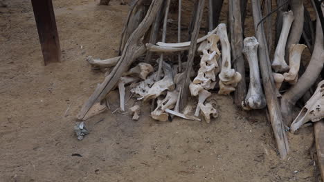 a pile of weathered bones and skulls in arid terrain