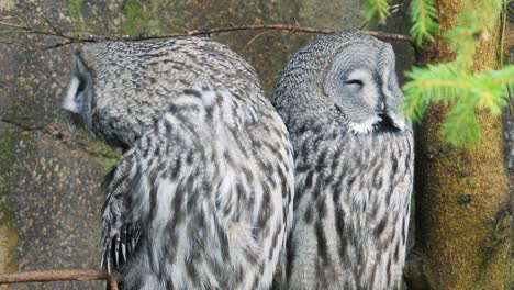 two great gray owls sitting on a branch portrait