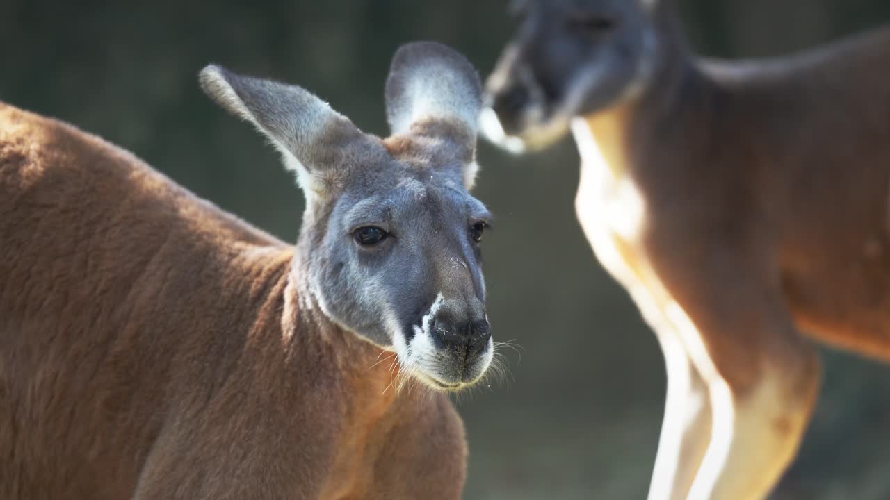 Headshot of a Kangaroo at the Higashiyama Zoo in Downtown Nagoya