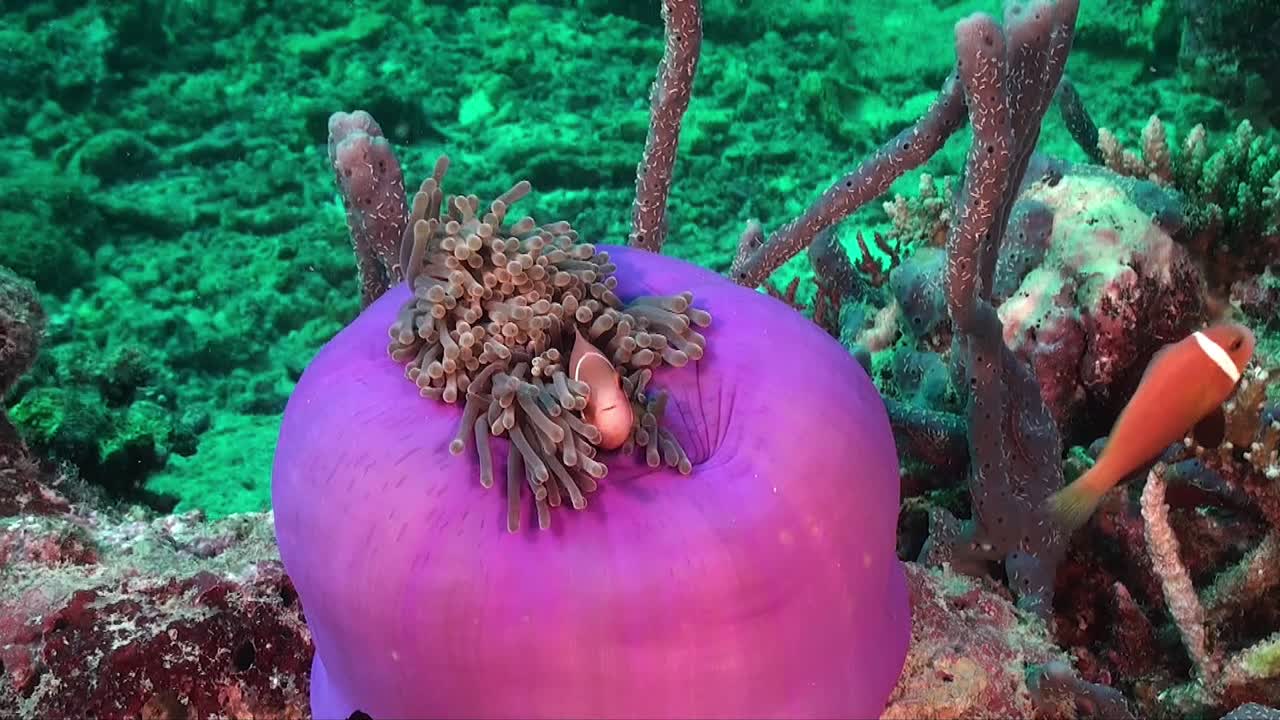 Two pink skunk anemonefish in close purple sea anemone on coral reef