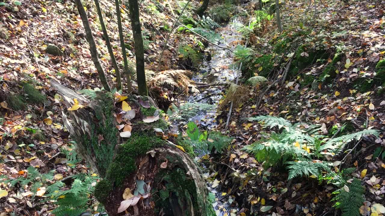 vista del agua que fluye en el bosque