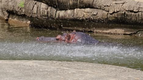 hipopótamo o hipopótamo nadando en el zoológico de grand park de seúl bajo foundtain