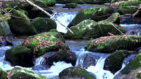 water spring in forest, nature loop background, sound included