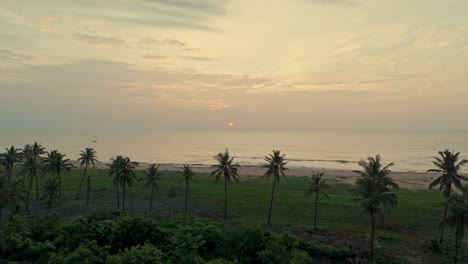 forward moving drone shot of a serene coastal scene with row of palm trees inn foreground.