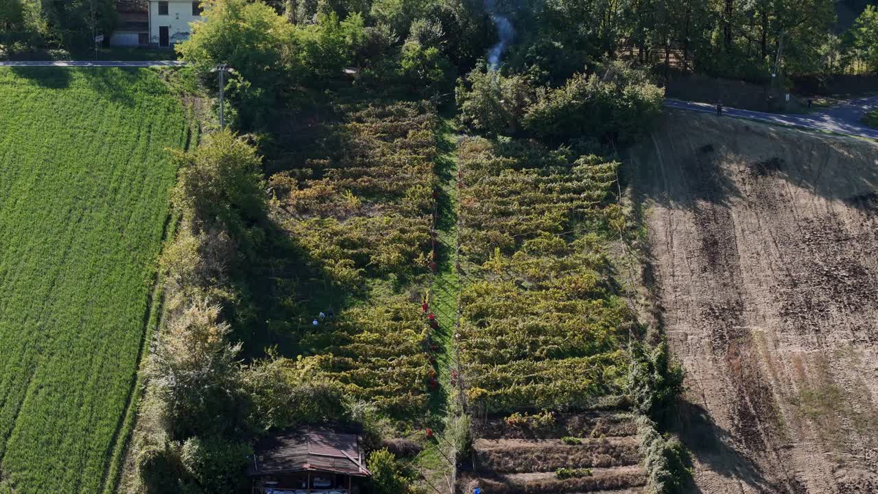 People are actively hand picking ripe grapes from rows of leafy vines in vineyard on a sloping hill, colecting fruit into red crates during traditional harvest , for local ostrugo wine produce, aerial