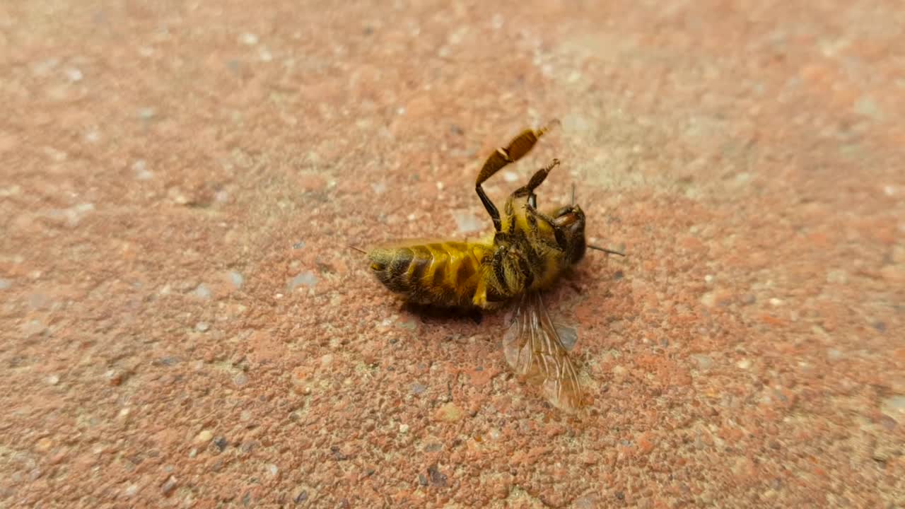 abeja moribunda, apis mellifera, en un pavimento por neonicotinoides
