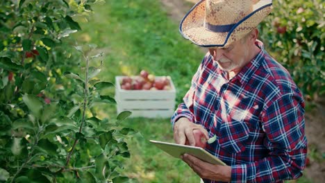 Modern-farmers-with-tablet-examining-apples-in-the-orchard