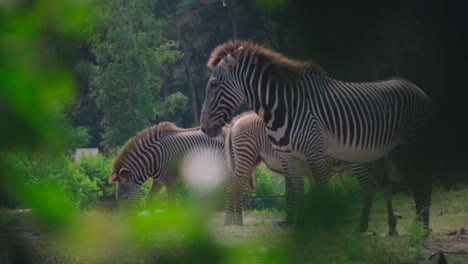 a herd of zebras grazing on a green field between the trees