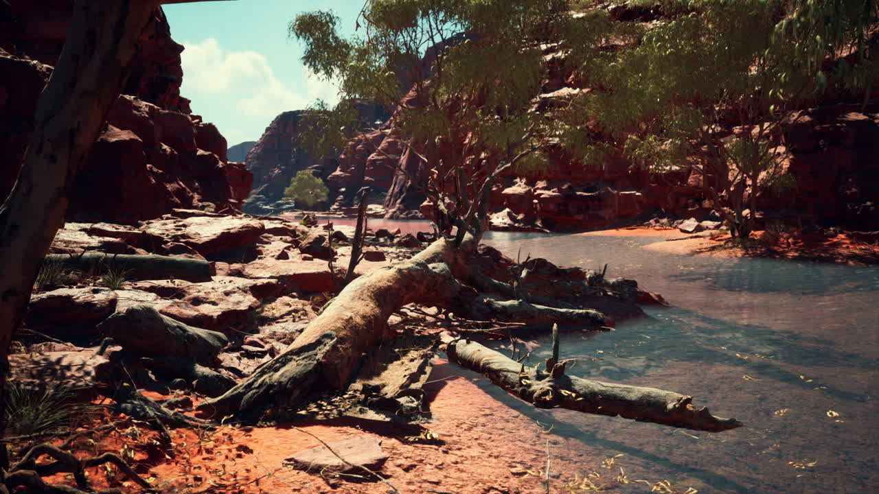 그랜드 캐니언의 콜로라도 강 근처의 나무들