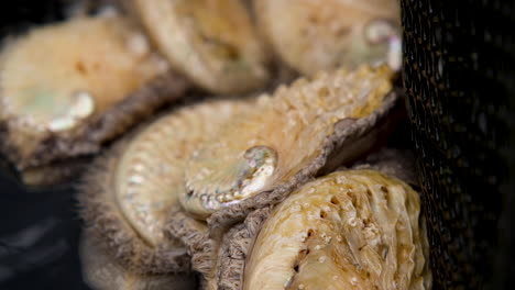 lebende abalone, die im becken herumkriechen