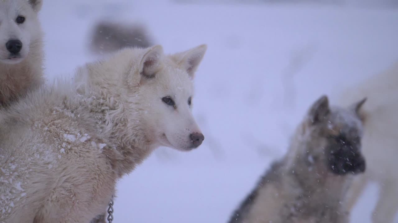 video en cámara lenta de un perro de trineo parado entre su manada en una tormenta de nieve en las afueras de ilulissat, groenlandia