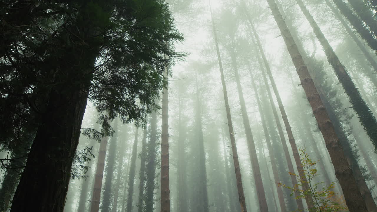 The Forest of Slender Trees Shrouded in Mystery of Autumn Fog Surreal Landscape