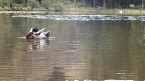 duck swimming on "lagoa das patas", a natural lake where you can see different birds species and ducks